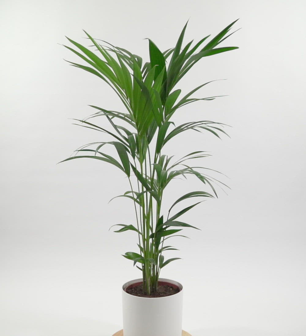 Kentia palm best sale toxic to dogs