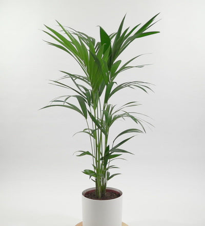 Kentia Palm