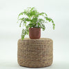 Maidenhair Fern
