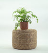 Maidenhair Fern