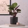 Rose Painted Calathea