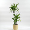 Large Dracaena Lemon & Lime