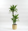 Large Dracaena Lemon & Lime
