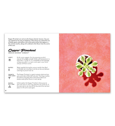 Little Book of Cacti & Succulents