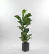 Fiddle-leaf Fig