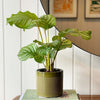 Calathea Orbifolia