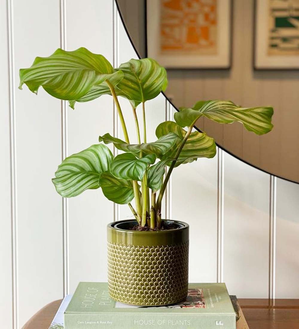 Calathea Orbifolia