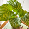 Calathea Orbifolia