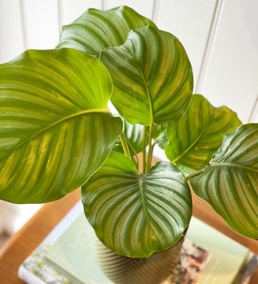 Calathea Orbifolia