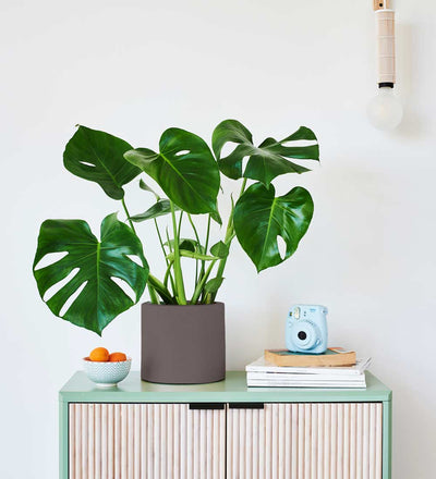 Swiss Cheese Plant & Pot