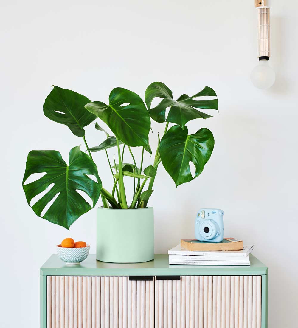 Swiss Cheese Plant & Pot