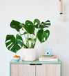 Swiss Cheese Plant & Pot
