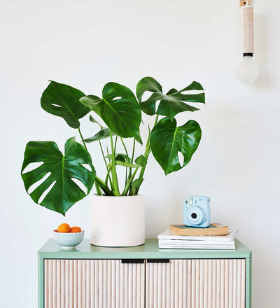 Swiss Cheese Plant & Pot