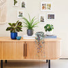 Pet Friendly Plant Bundle