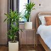 Large Plant Bundle
