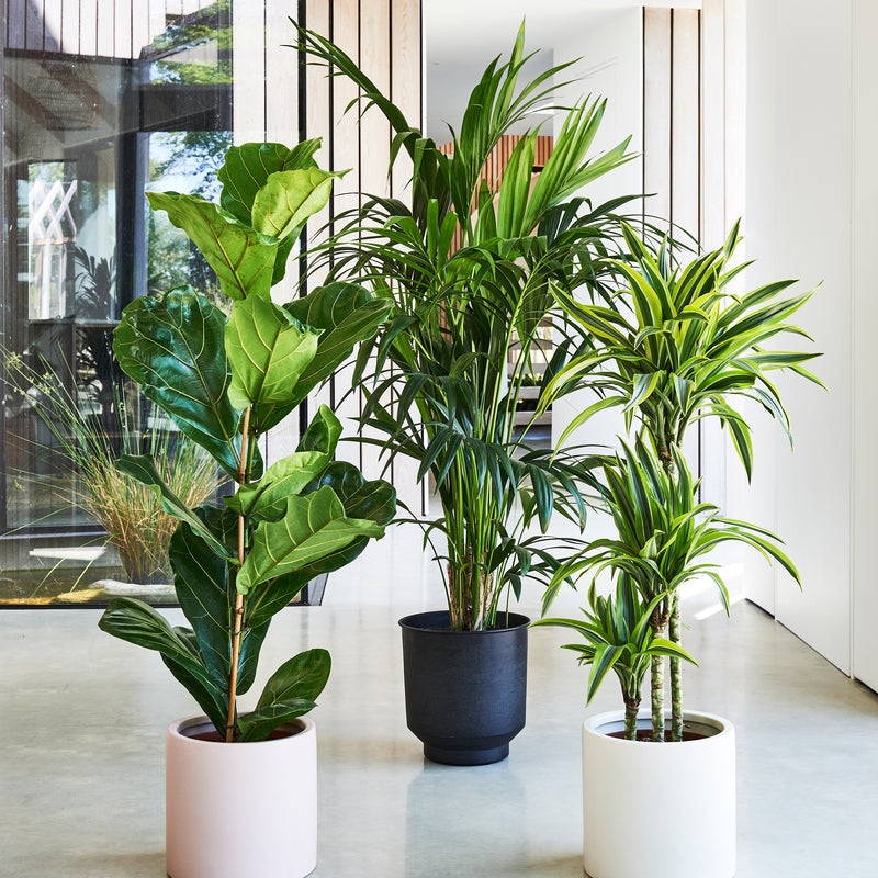 Large Plant Bundle