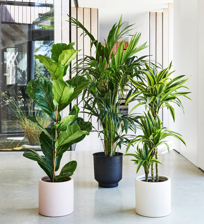 large indoor plant pots uk Large Plant Bundle
