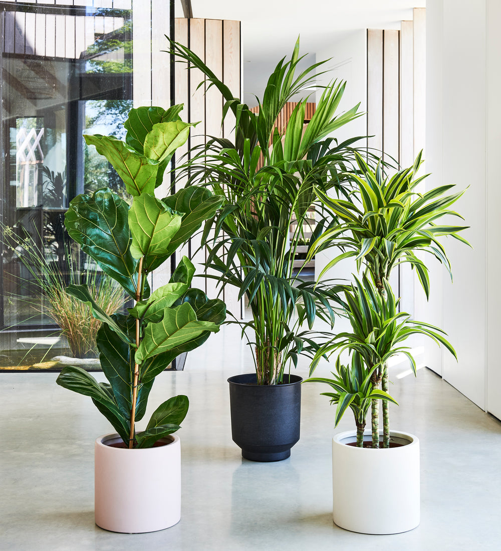 Large Plant Bundle