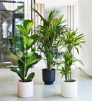 Large Plant Bundle
