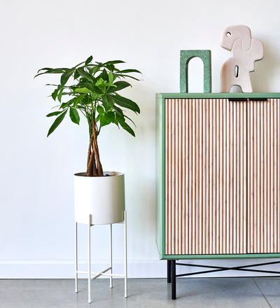 ikea money plant Money Tree (Pachira Aquatica)