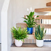 Air Purifying Bundle