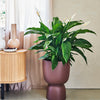 Large Peace Lily