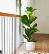 Large Fiddle-Leaf Fig