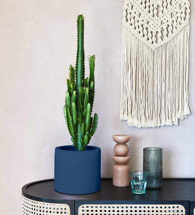 Euphorbia Trigona & Pot