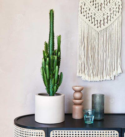 Euphorbia Trigona & Pot