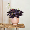 Oxalis & Pot