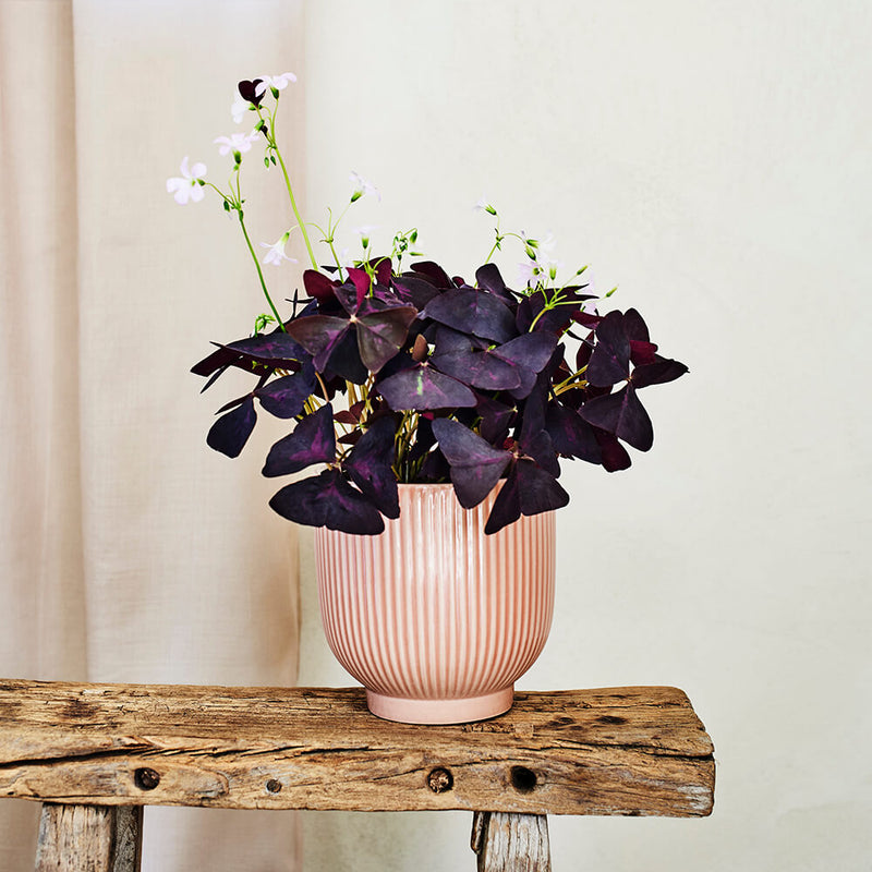 Oxalis & Pot