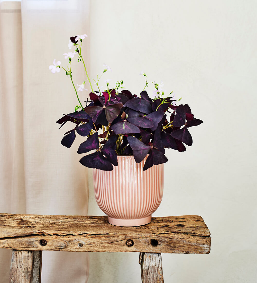 Oxalis & Pot