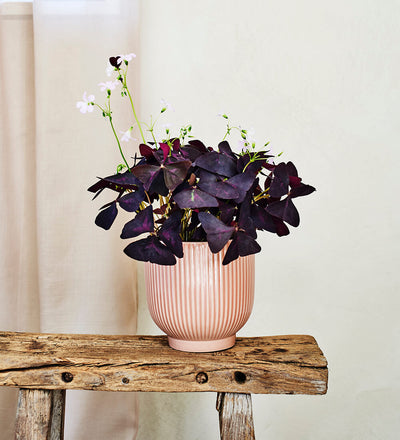 Oxalis & Pot