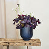 Oxalis & Pot
