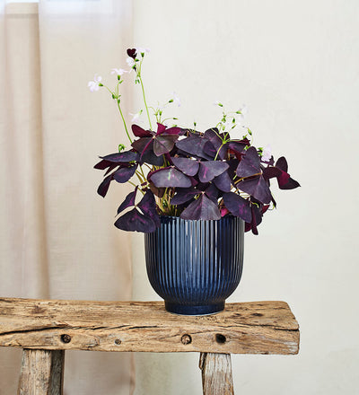 Oxalis & Pot