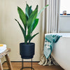 Aspidistra