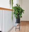 Large Ficus Benjamina