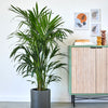 Large Plant Bundle