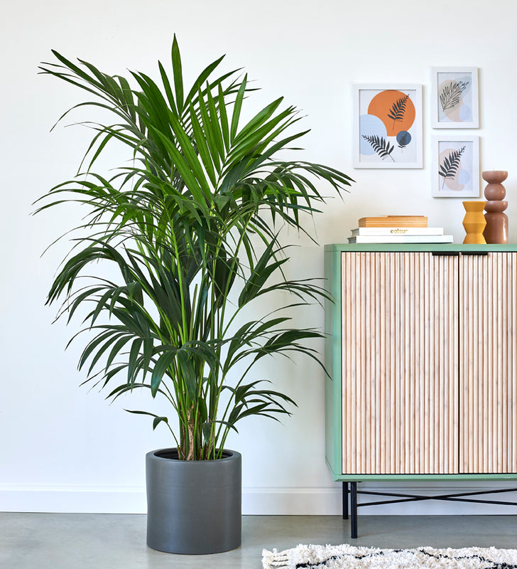 Large Plant Bundle