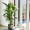 Large Kentia Palm