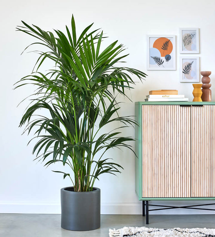 Kentia palm and cats outlet