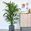 Large Kentia Palm