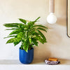 Calathea leopardina