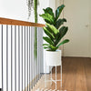 Fiddle-Leaf Fig