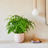 Maidenhair Fern