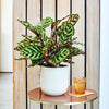 Calathea Makoyana