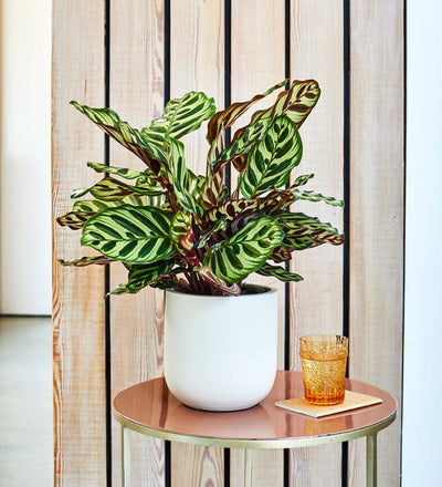 peacock plant indoor or outdoor Calathea Makoyana