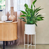 Peace Lily