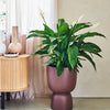Peace Lily