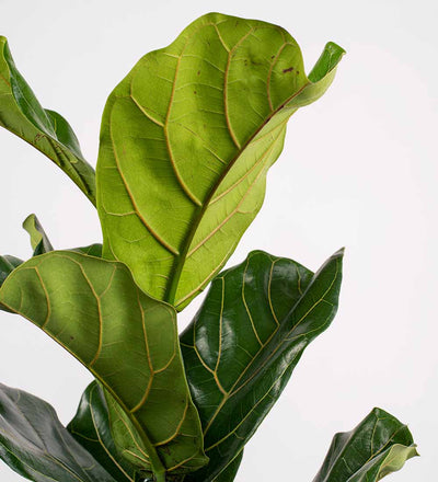 Fiddle-Leaf Fig Tree